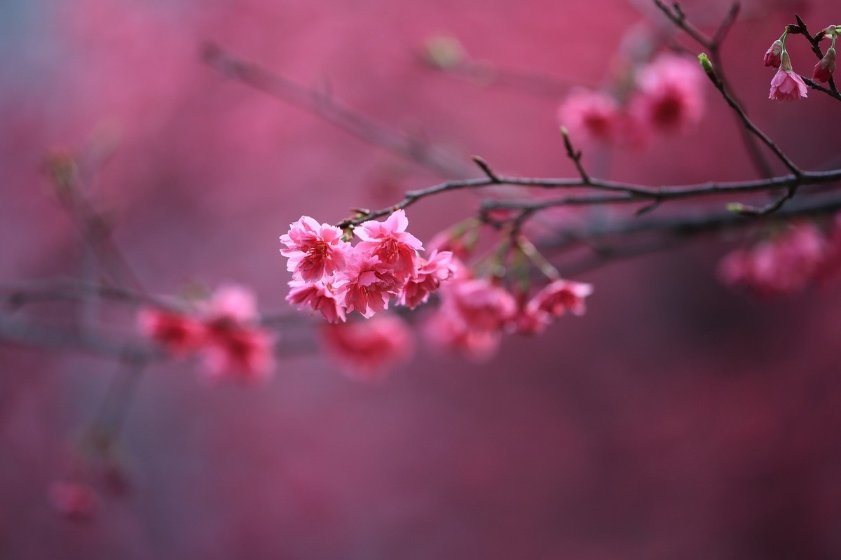 华农樱花繁花盛开、姹紫嫣红夺目璀璨。