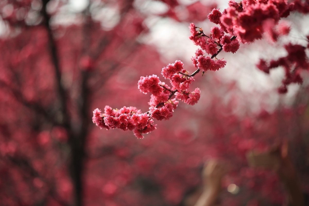 华农樱花繁花盛开、姹紫嫣红夺目璀璨。