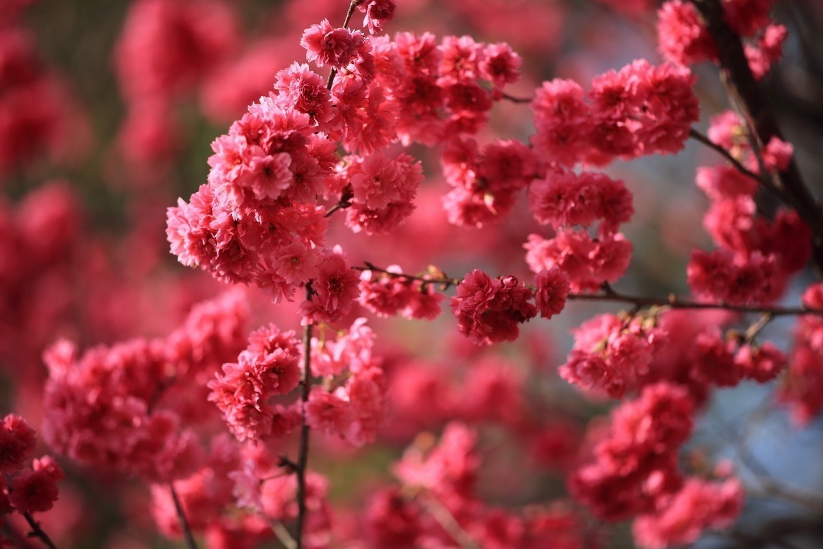 华农樱花繁花盛开、姹紫嫣红夺目璀璨。