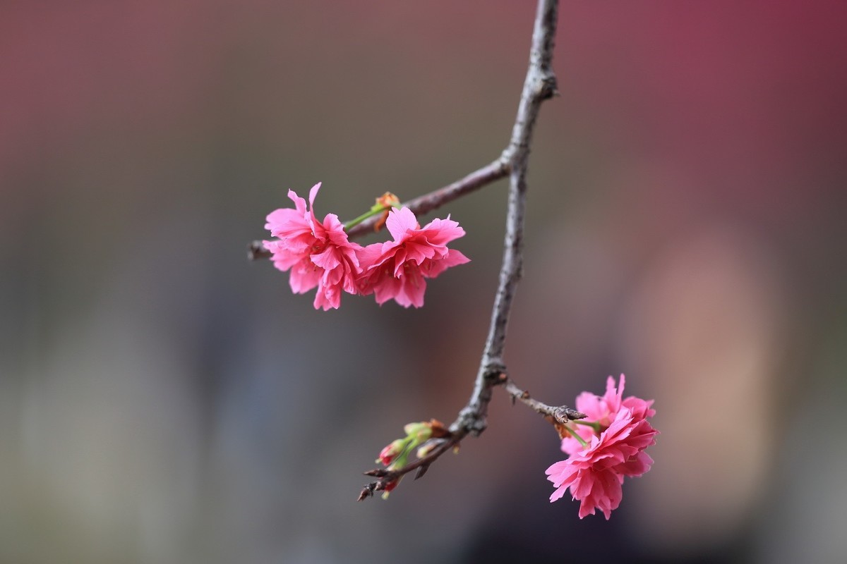 华农樱花繁花盛开、姹紫嫣红夺目璀璨。