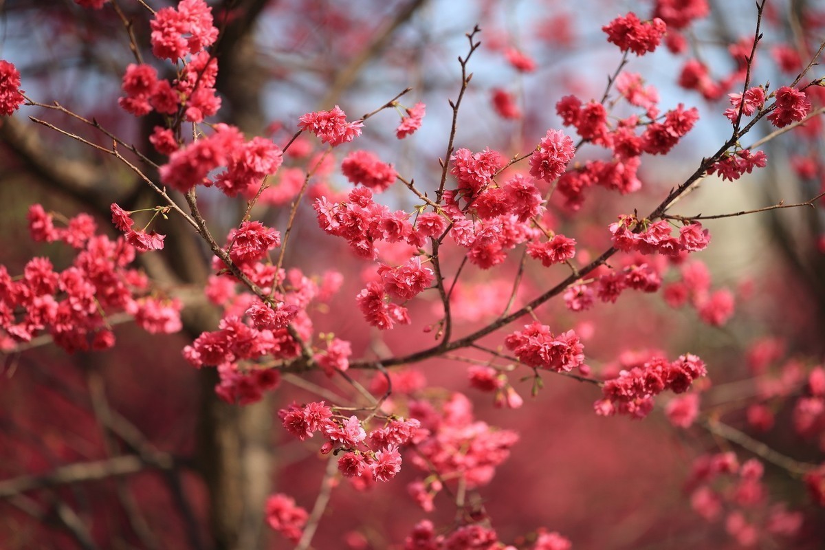 华农樱花繁花盛开、姹紫嫣红夺目璀璨。