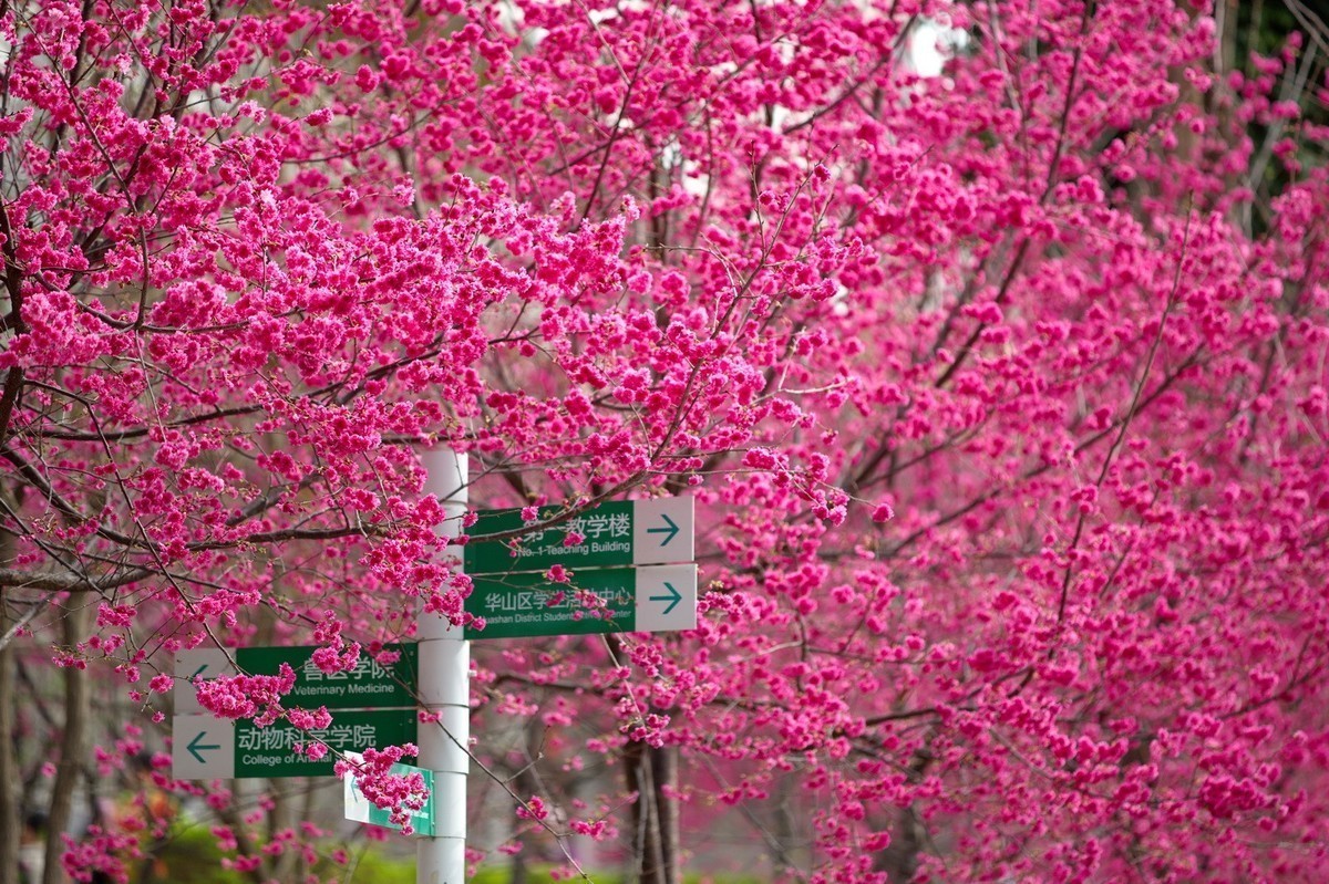 华农樱花繁花盛开、姹紫嫣红夺目璀璨。