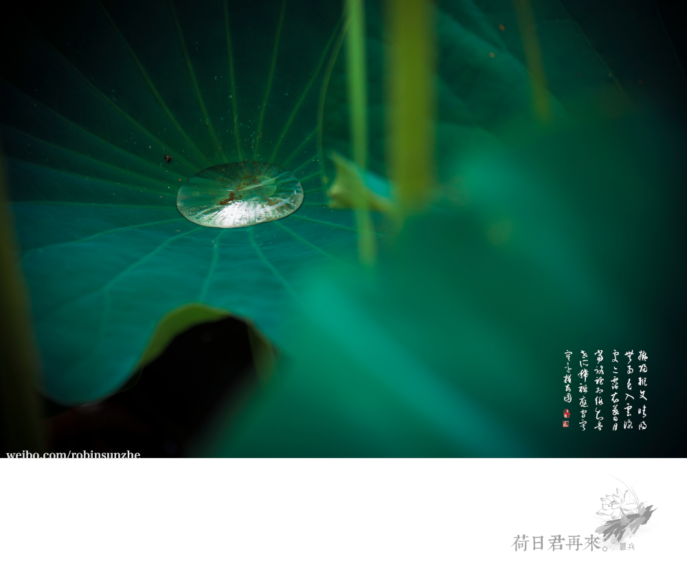 【罗兵】荷日君再来【销假帖】