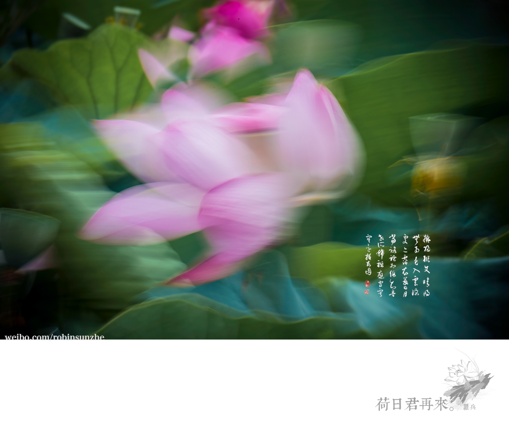 【罗兵】荷日君再来【销假帖】