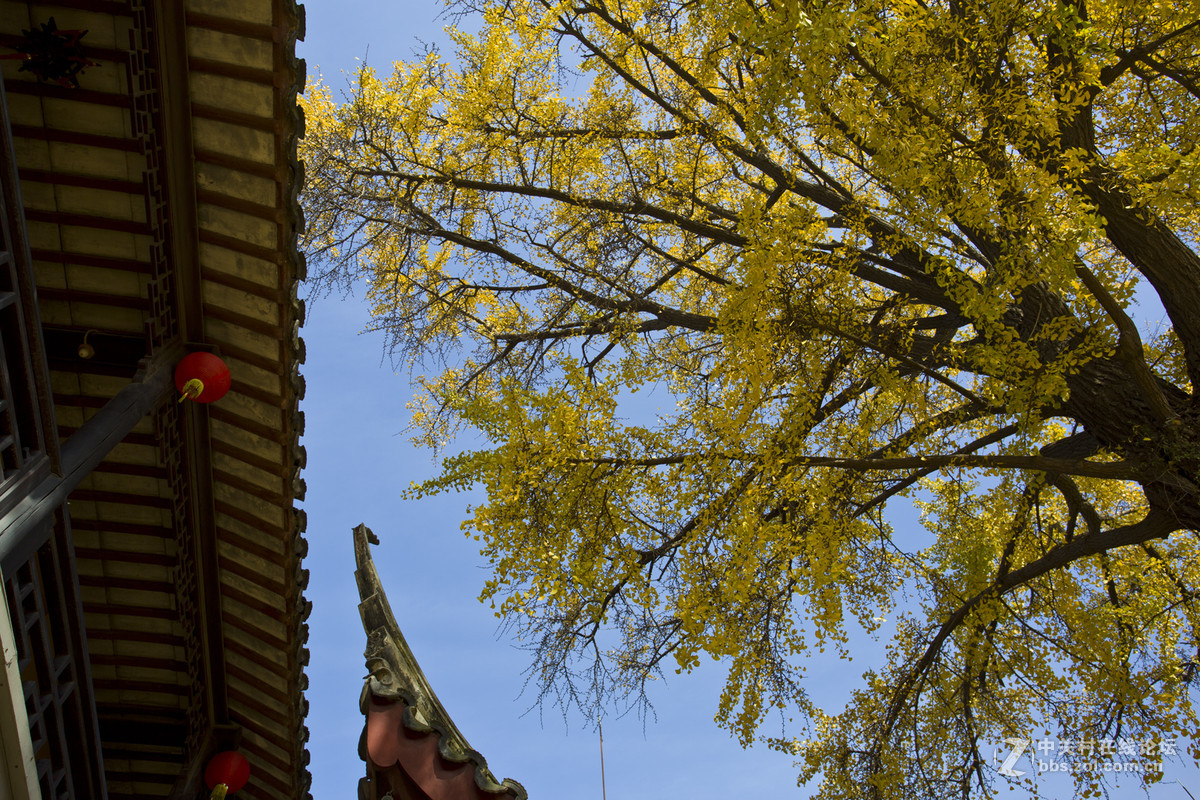 定慧寺的秋色