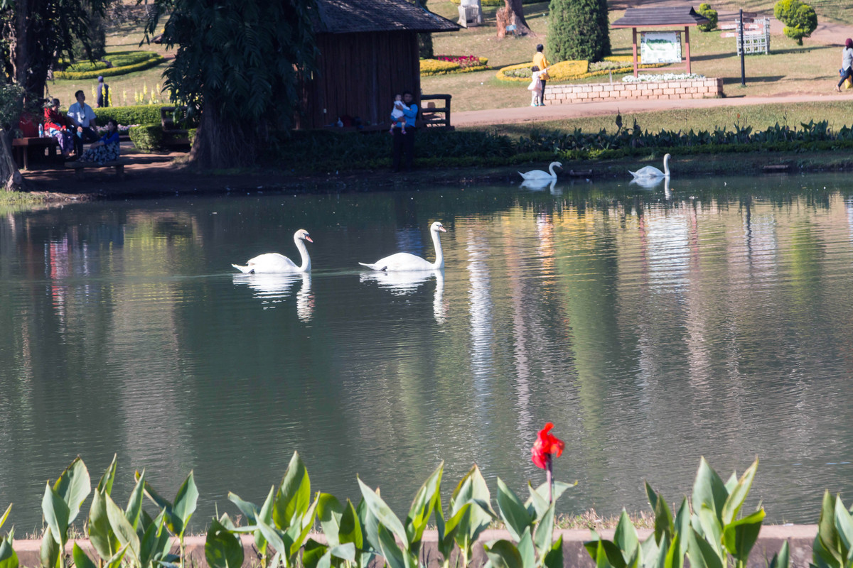 胡乱拍天鹅.....