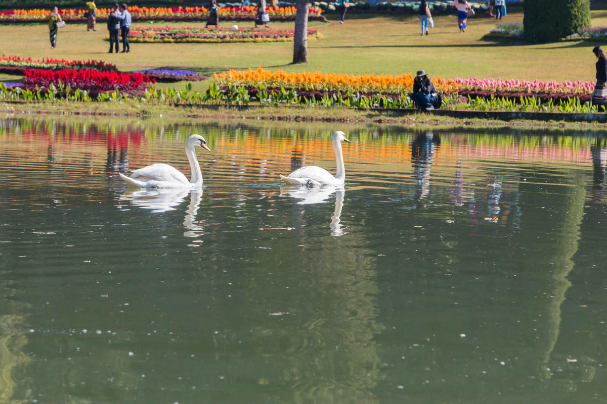 胡乱拍天鹅.....