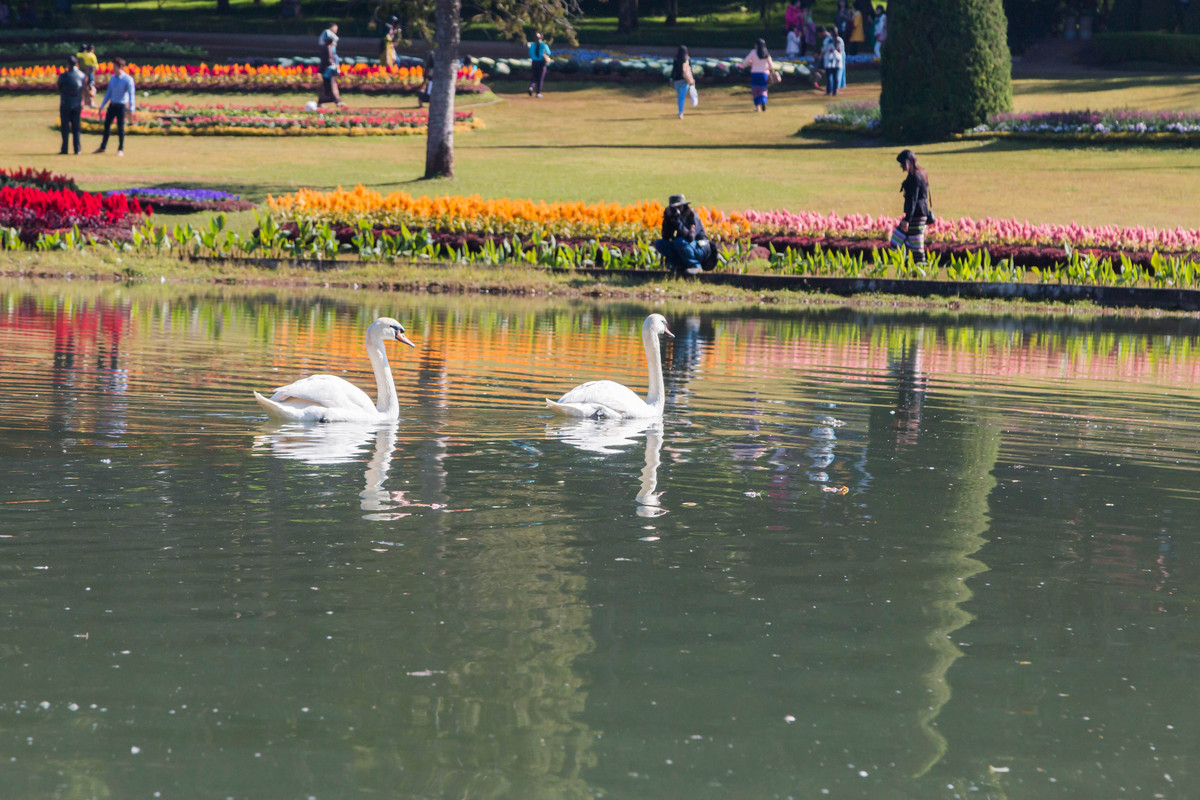 胡乱拍天鹅.....