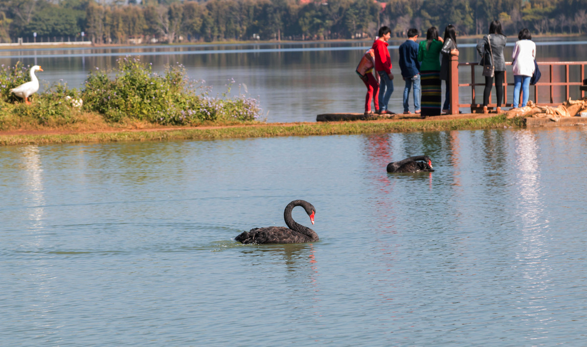胡乱拍天鹅.....