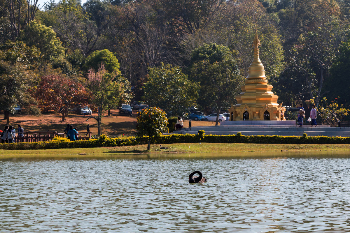 胡乱拍天鹅.....