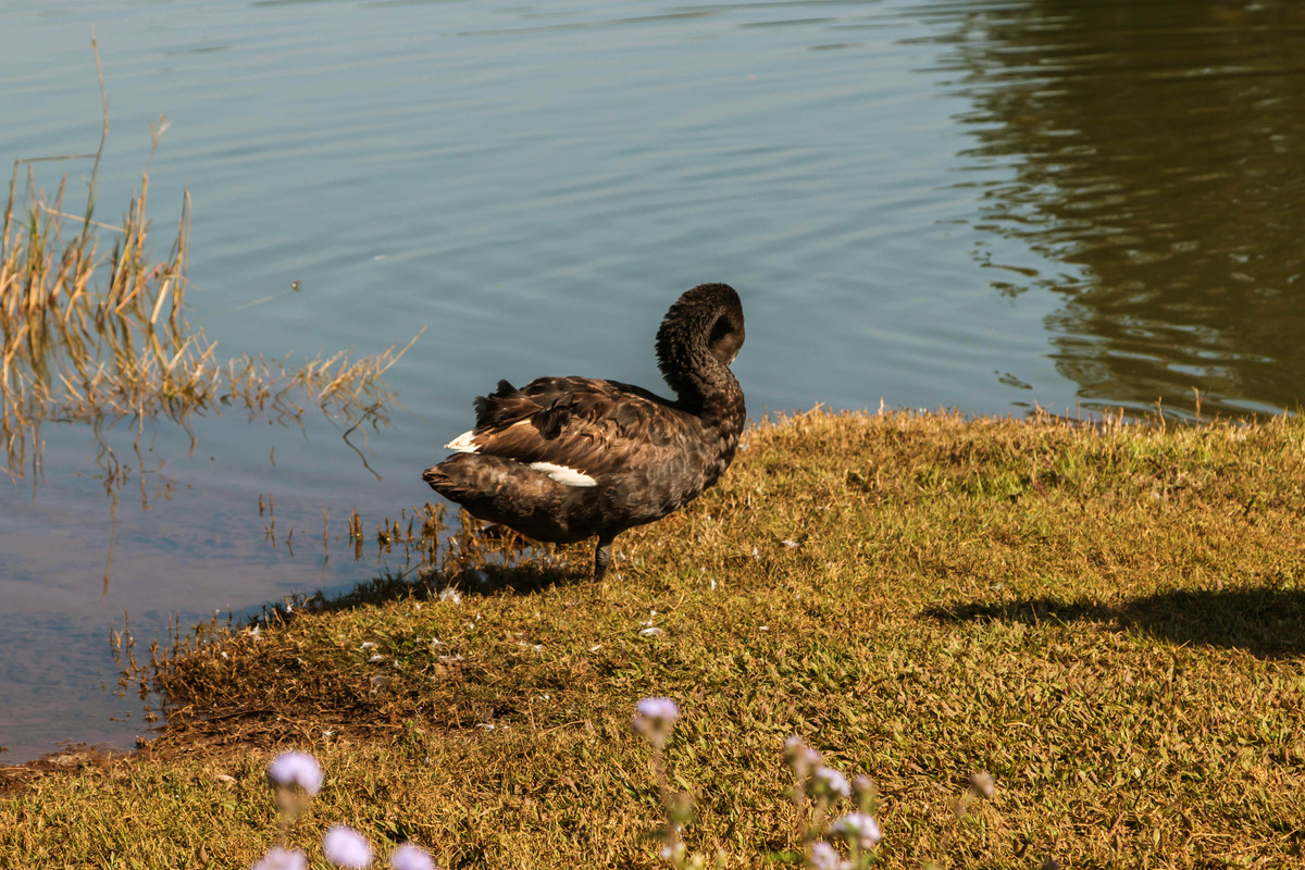 胡乱拍天鹅.....