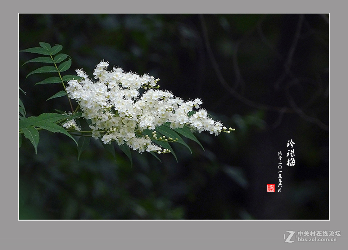 【  六月的“珍珠梅”  】