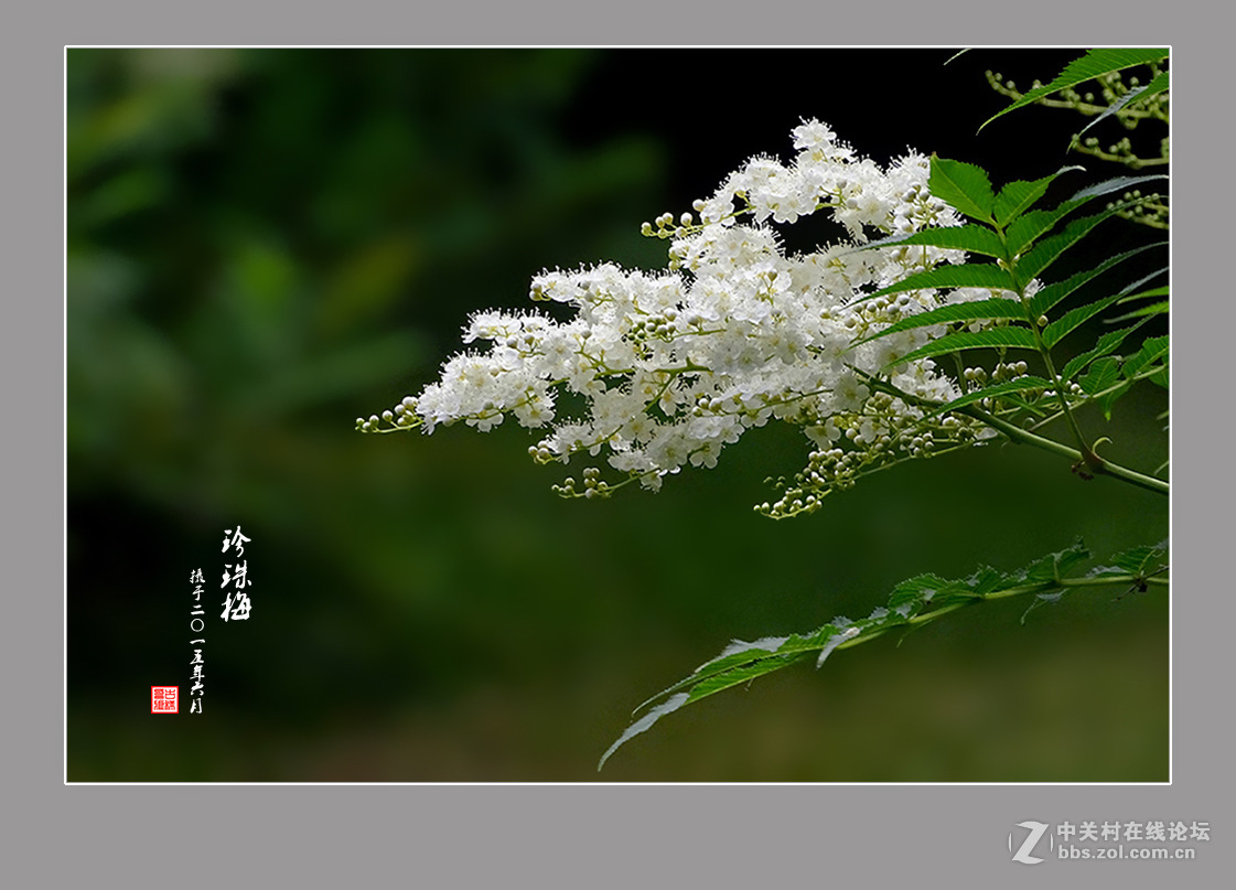 【  六月的“珍珠梅”  】