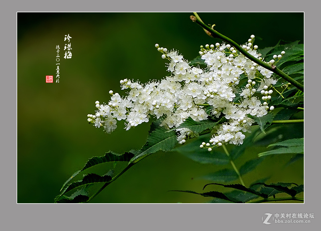 【  六月的“珍珠梅”  】