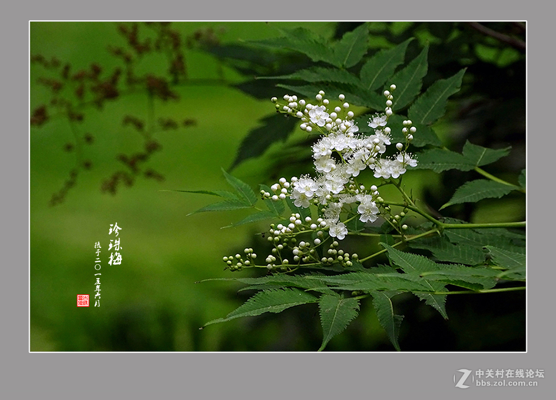 【  六月的“珍珠梅”  】