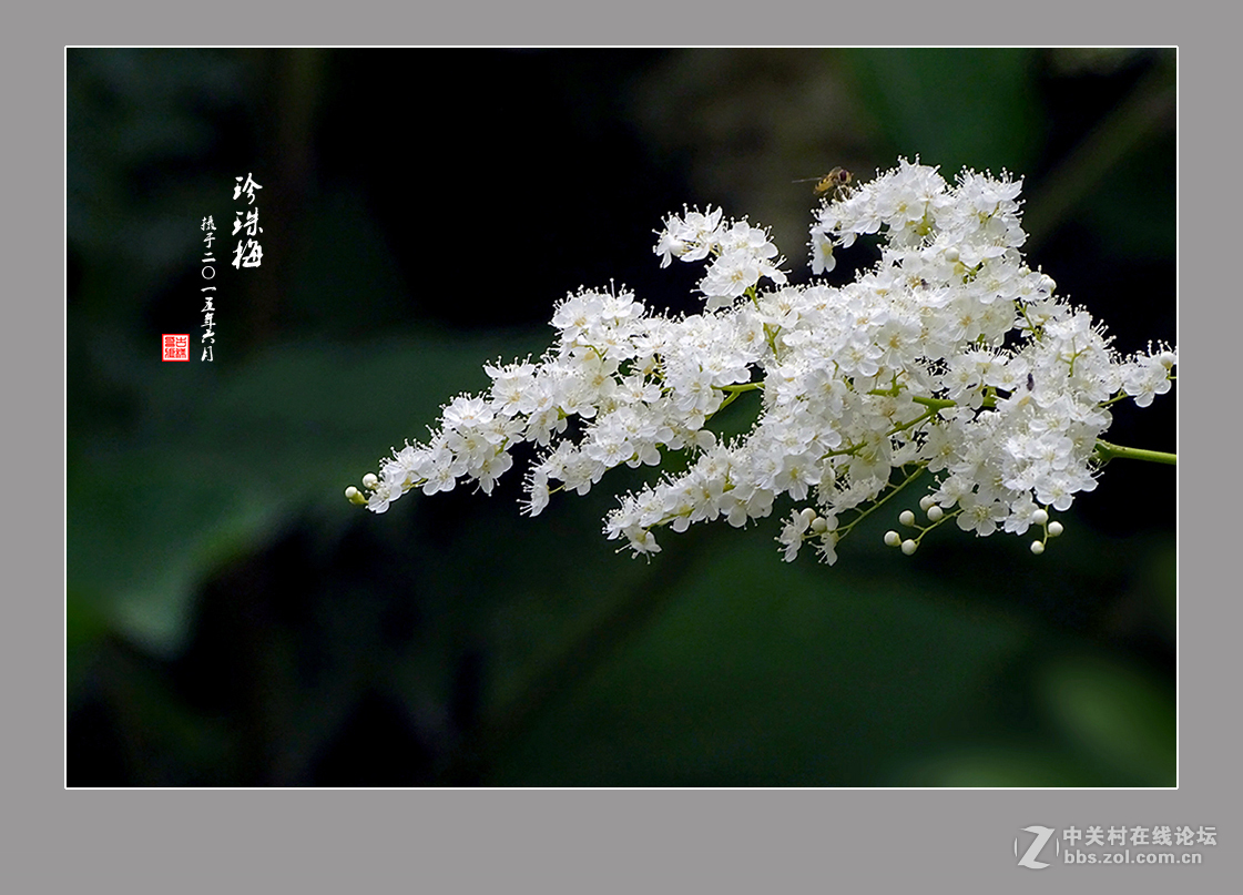 【  六月的“珍珠梅”  】