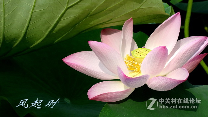加题荷花