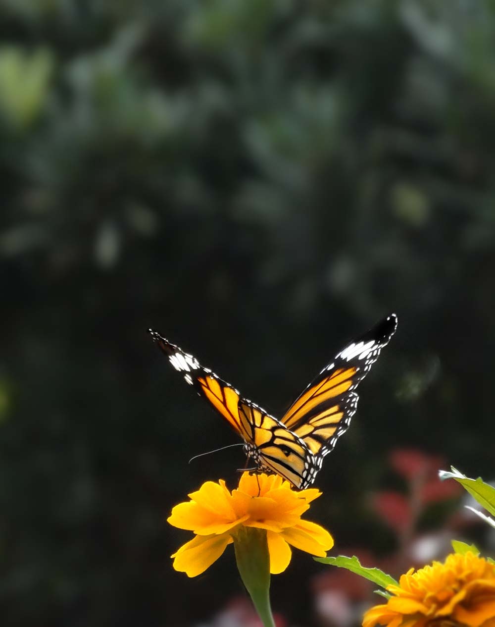 一组万寿菊祝贺 红色之旅老朋友重返索尼星空(中国)担任大版主