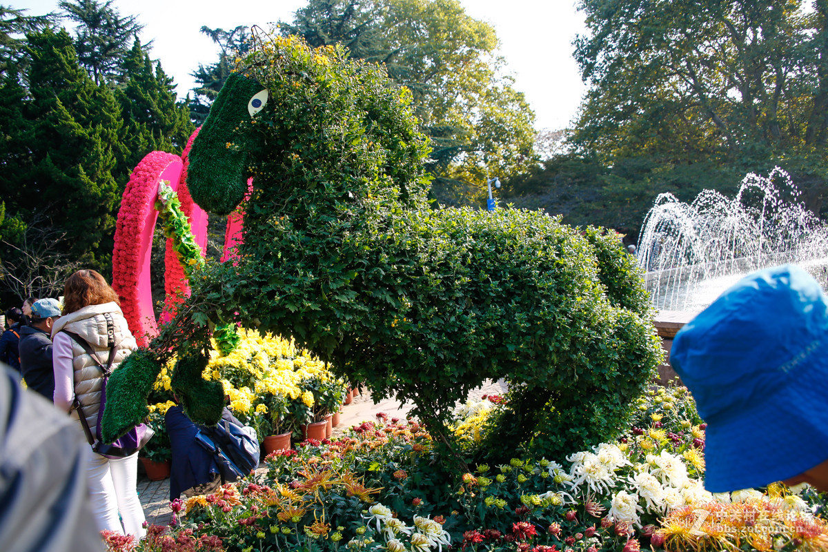 2016青岛中山公园菊展