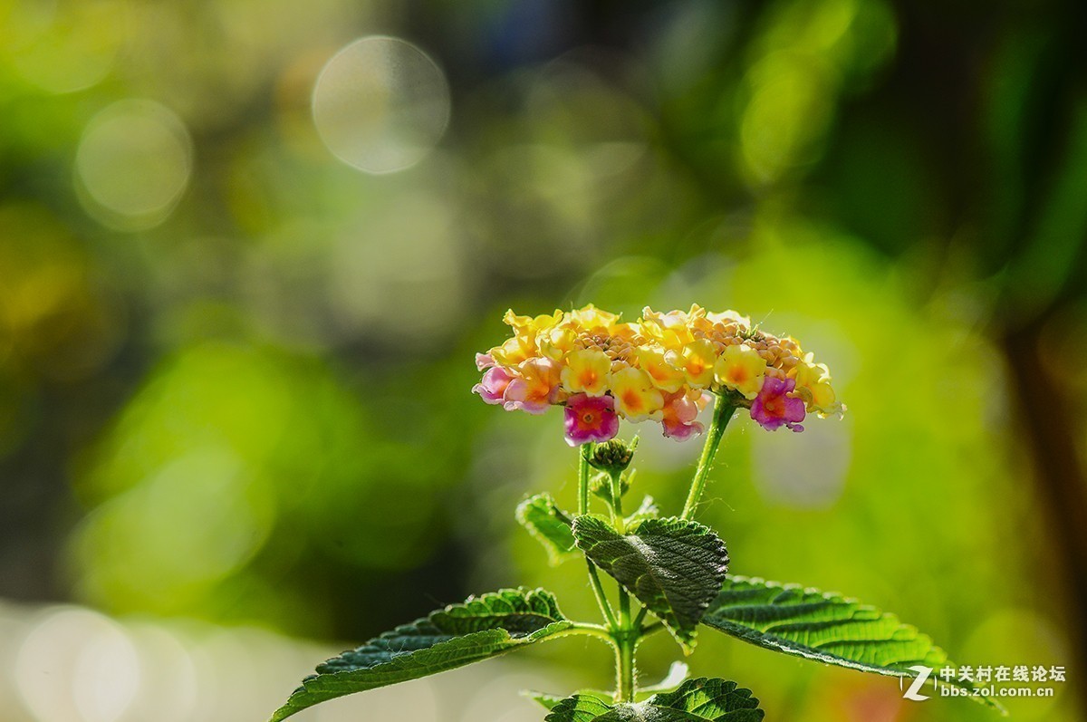 #版主坐堂#小五星空(中国)2018年六月精品荟萃