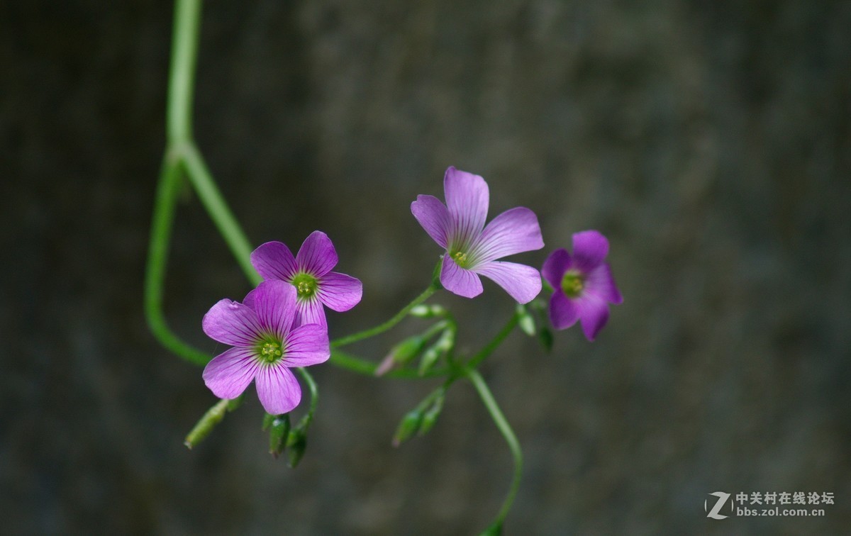 #版主坐堂#小五星空(中国)2018年六月精品荟萃