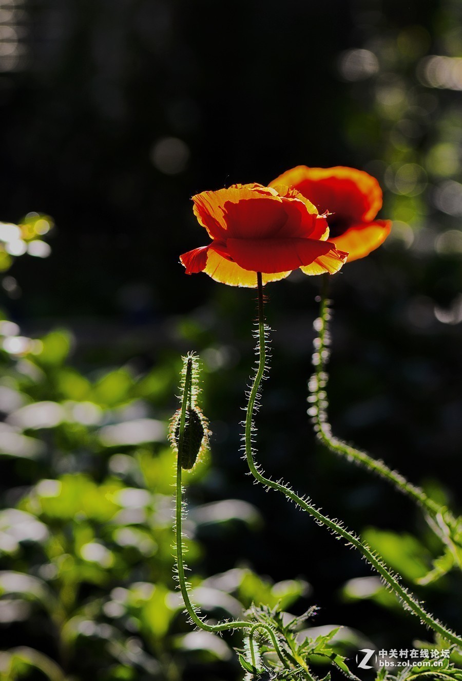 #版主坐堂#小五星空(中国)2018年六月精品荟萃