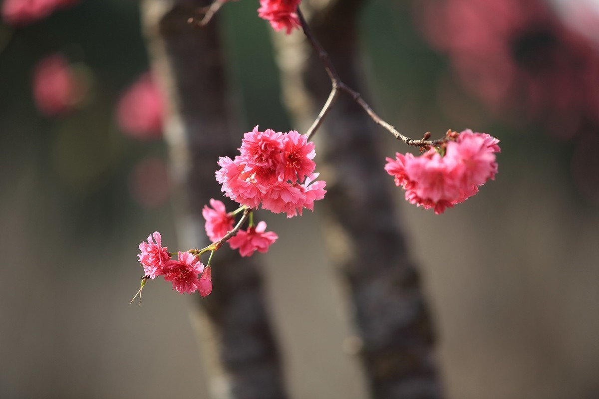 华农樱花繁花盛开、姹紫嫣红夺目璀璨。