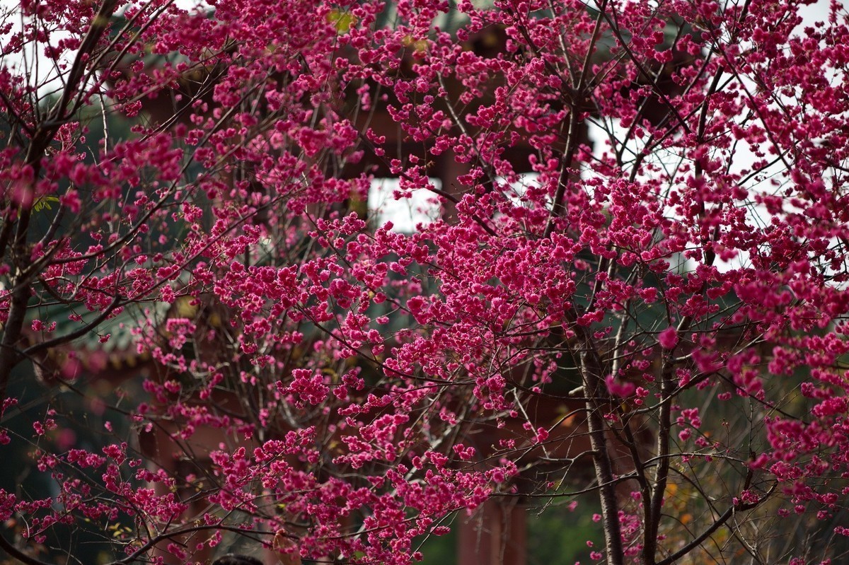 华农樱花繁花盛开、姹紫嫣红夺目璀璨。