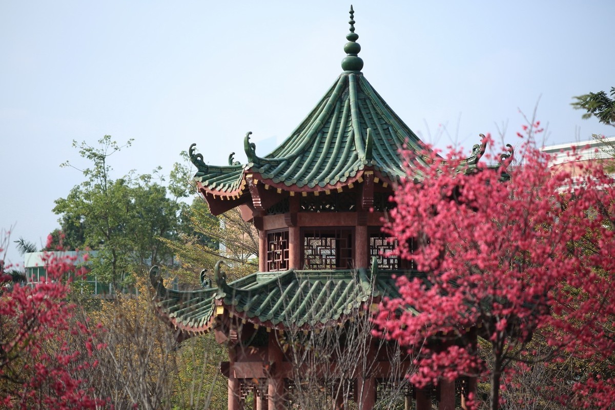 华农樱花繁花盛开、姹紫嫣红夺目璀璨。