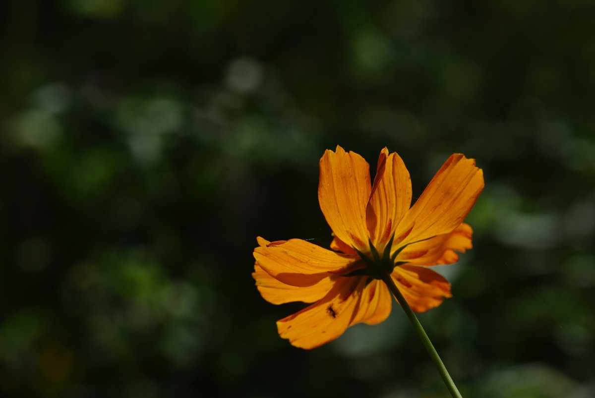 十一年、三万、K200D、杂片一组。