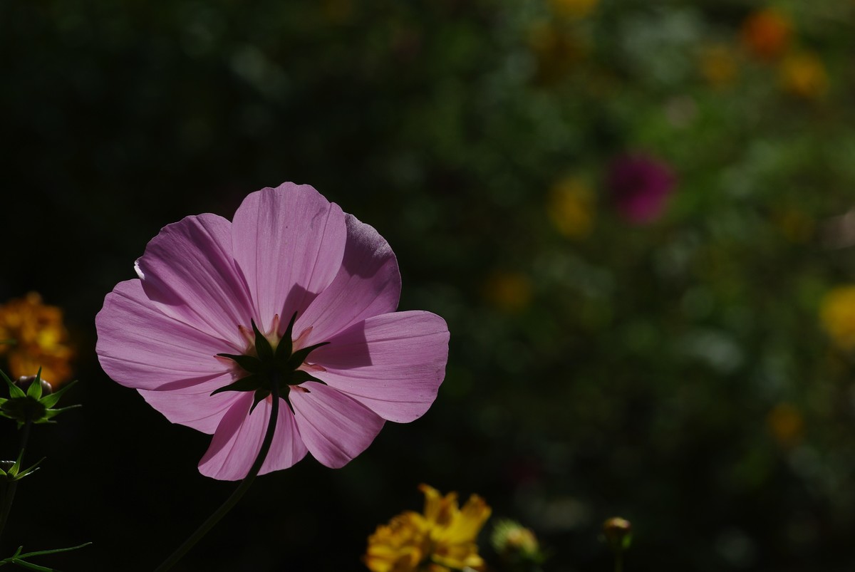十一年、三万、K200D、杂片一组。