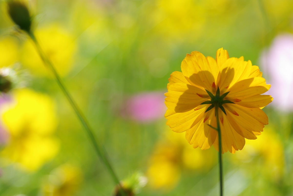 十一年、三万、K200D、杂片一组。