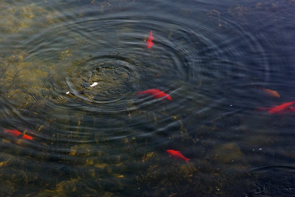 十一年、三万、K200D、杂片一组。