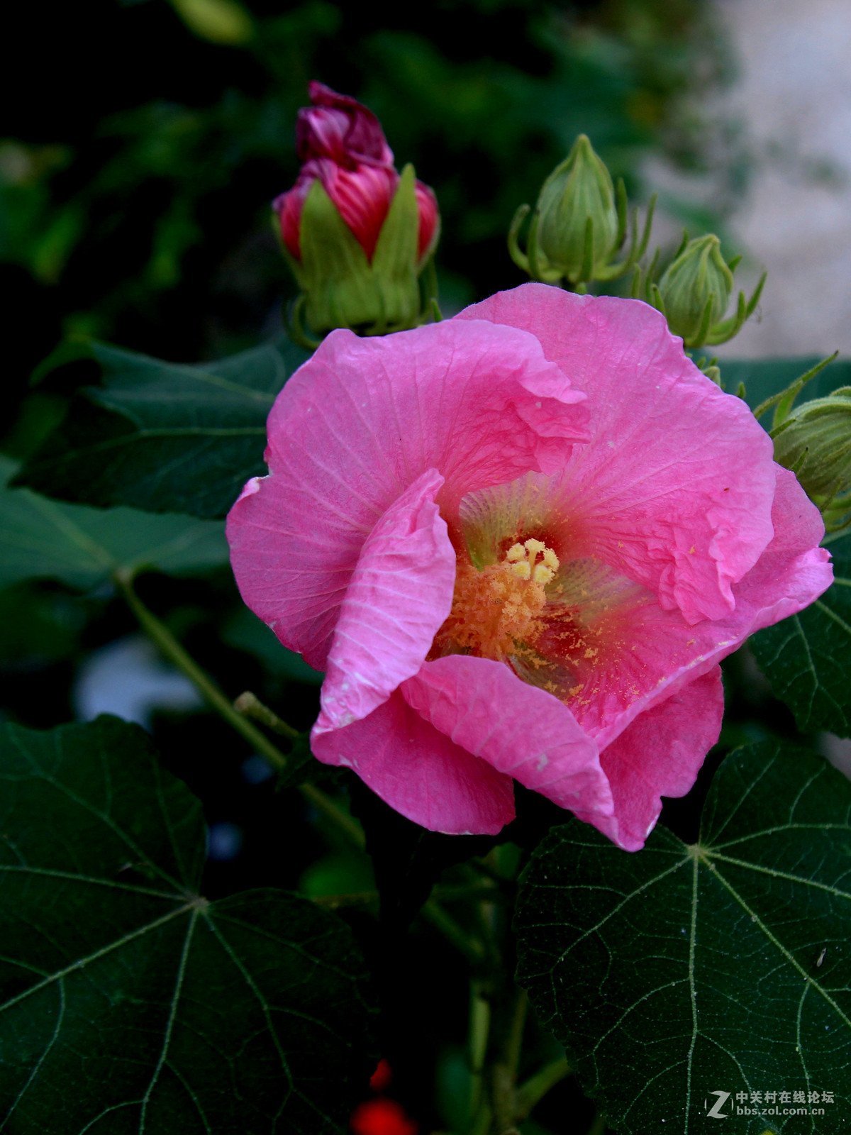 一朵芙蓉花