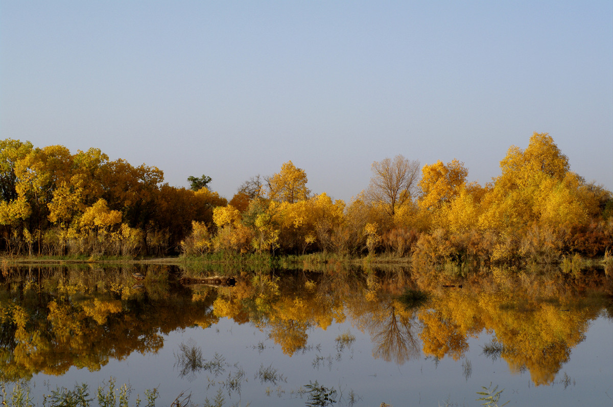 额济纳旗 金黄的胡杨