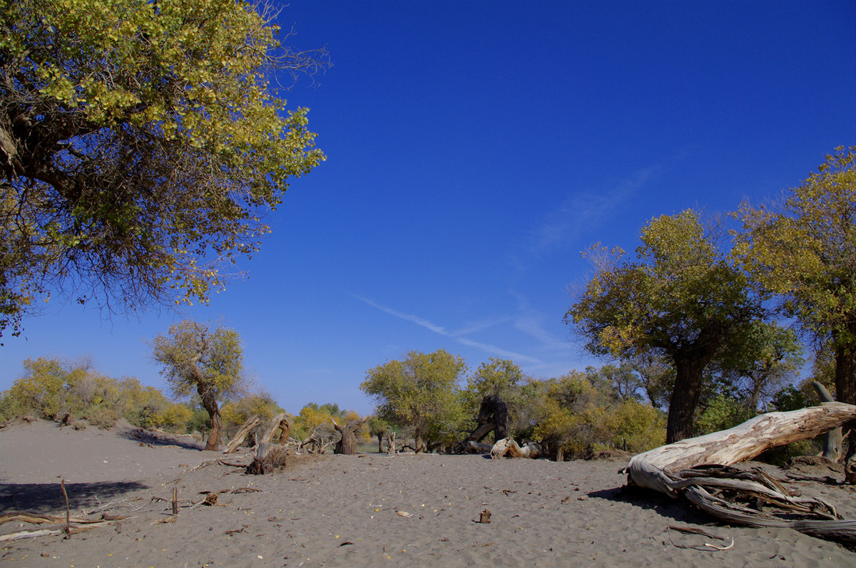 额济纳旗 金黄的胡杨
