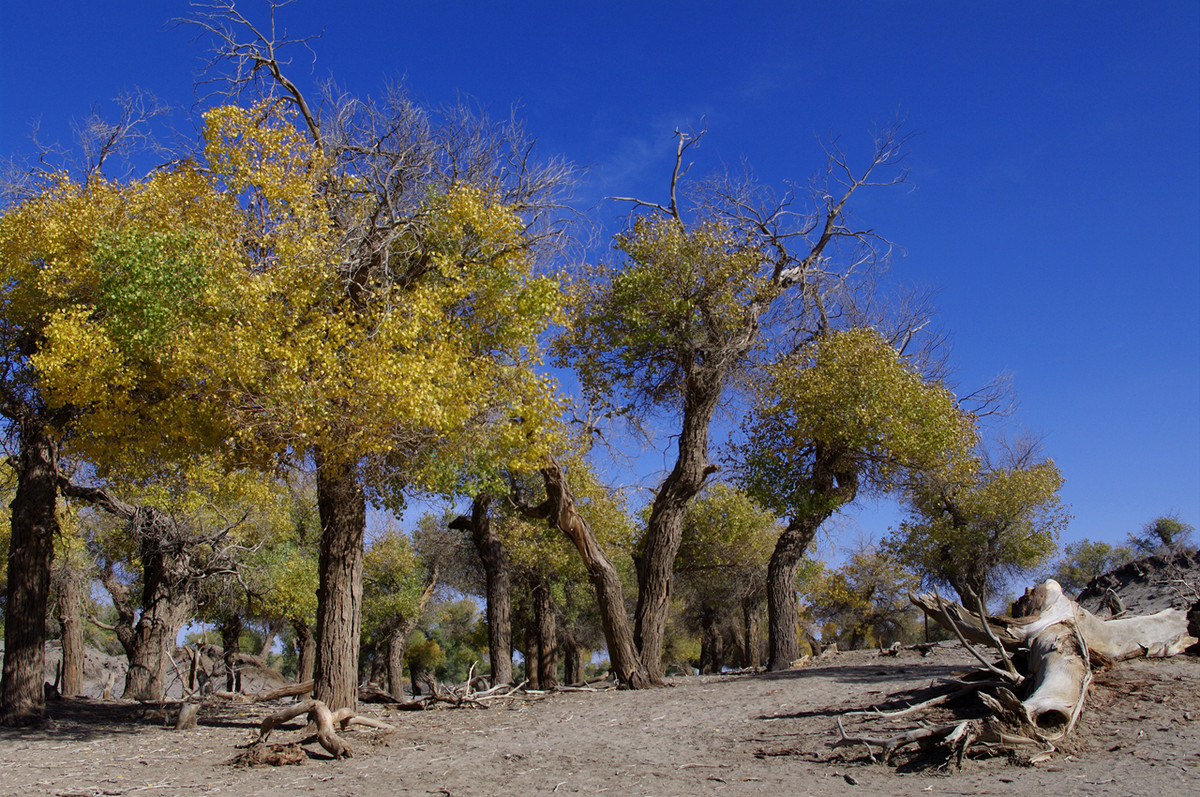 额济纳旗 金黄的胡杨