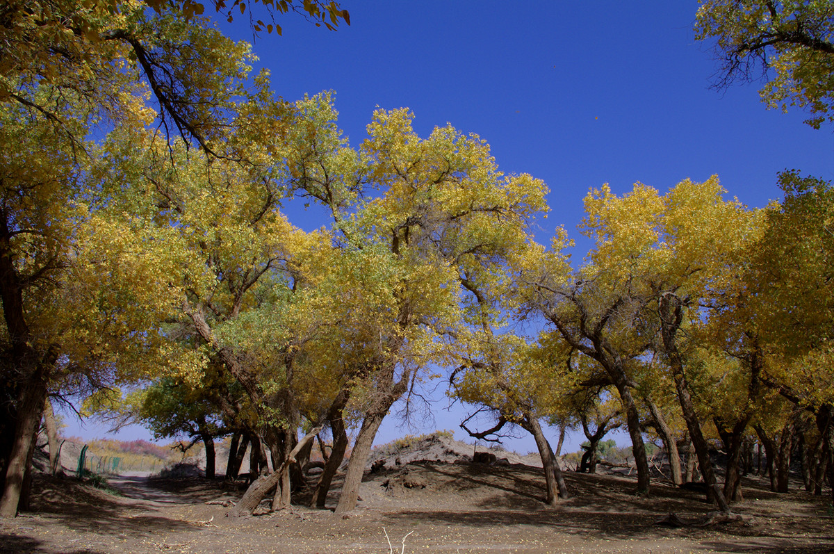 额济纳旗 金黄的胡杨