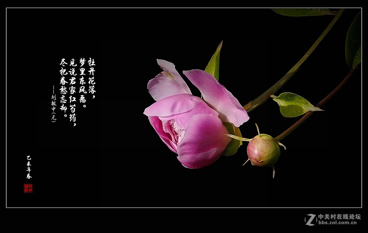 #ZOL月赛-记录最后的2015#-身边美丽的花儿