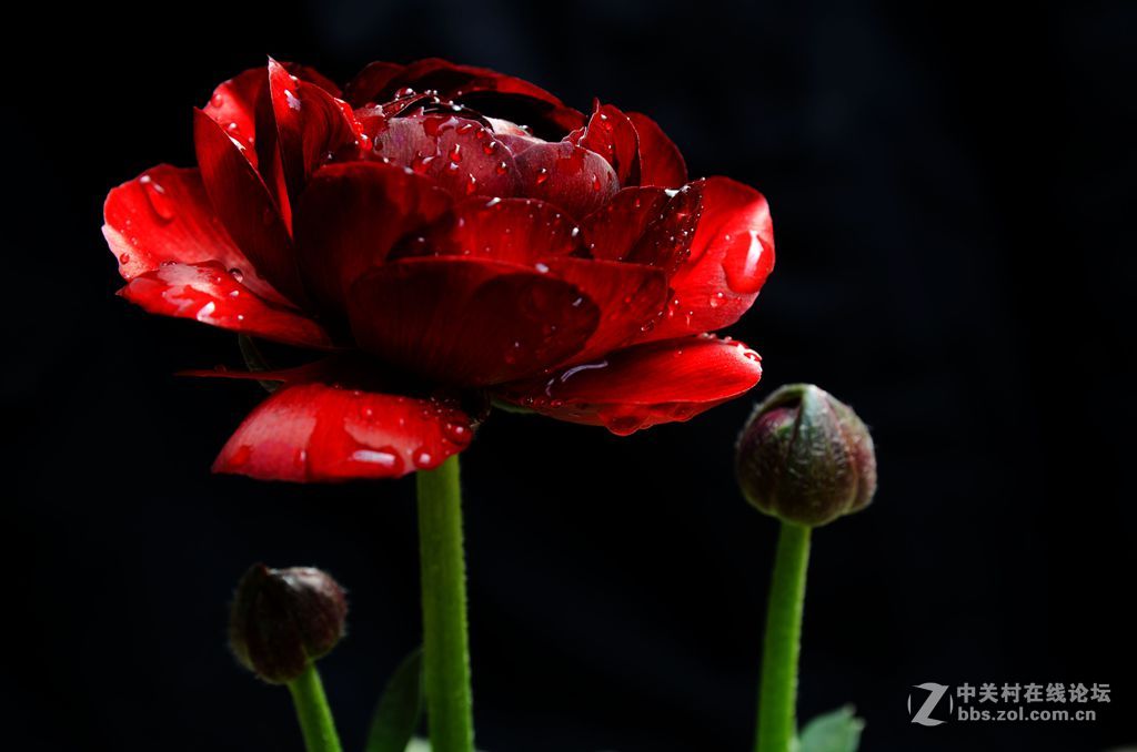 两朵芹叶牡丹