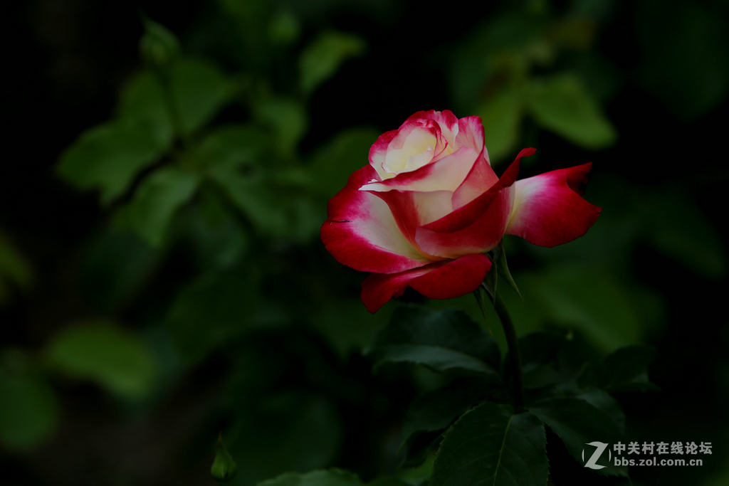 上几张6D和腾龙A009的片子，证明下此头素质相当好