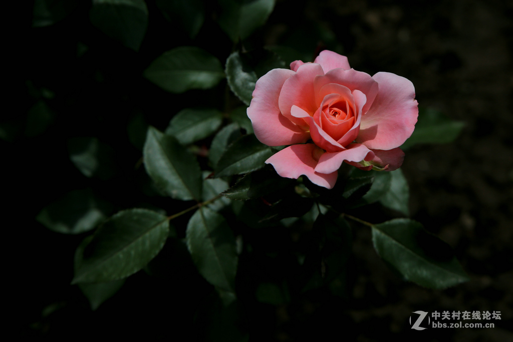 上几张6D和腾龙A009的片子，证明下此头素质相当好