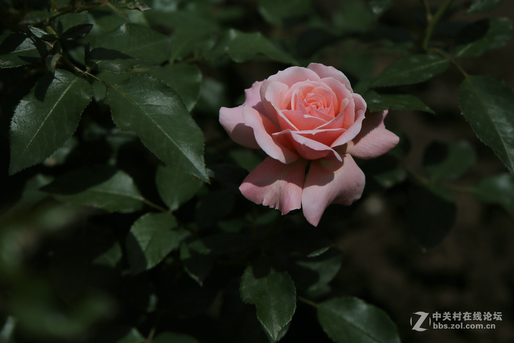 上几张6D和腾龙A009的片子，证明下此头素质相当好