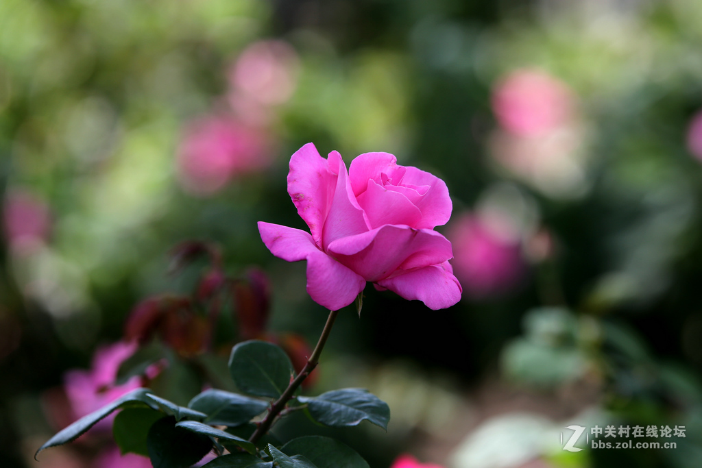 上几张6D和腾龙A009的片子，证明下此头素质相当好