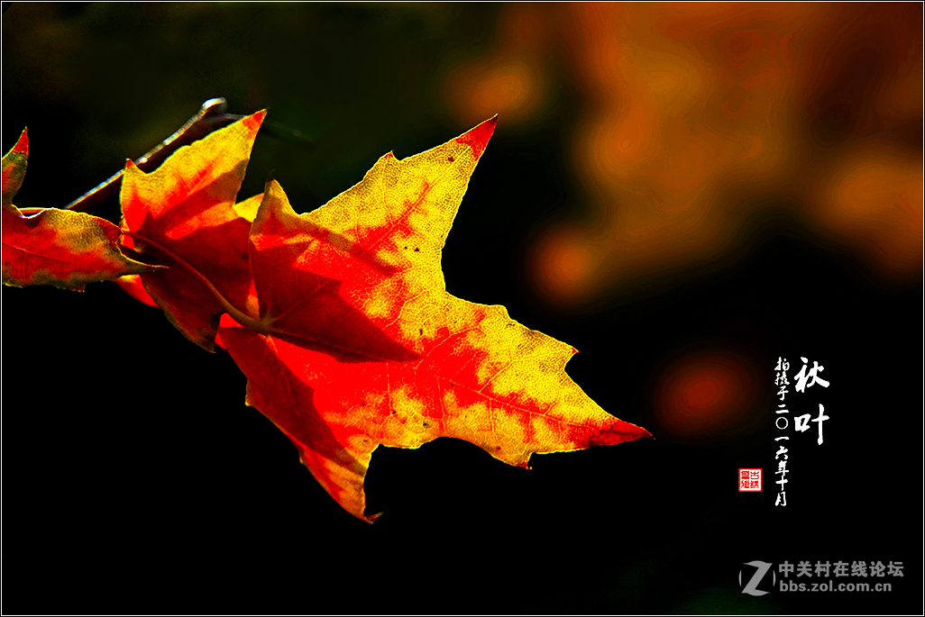 【  秋 叶  】（2）