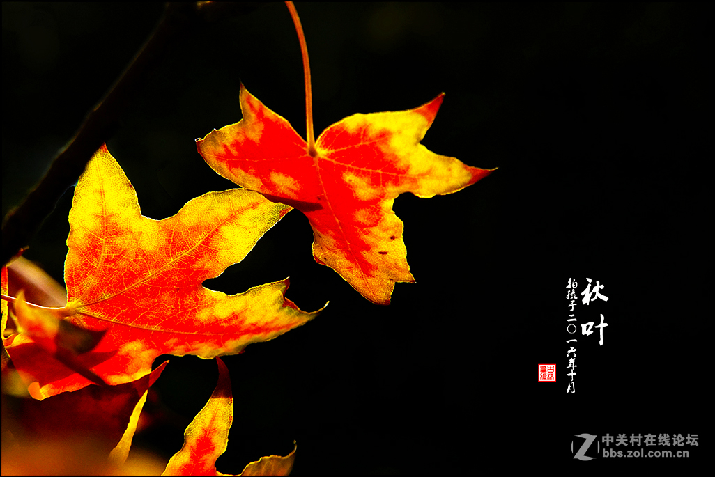 【  秋 叶  】（2）