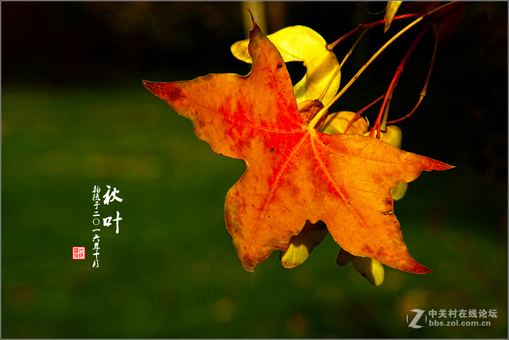 【  秋 叶  】（2）