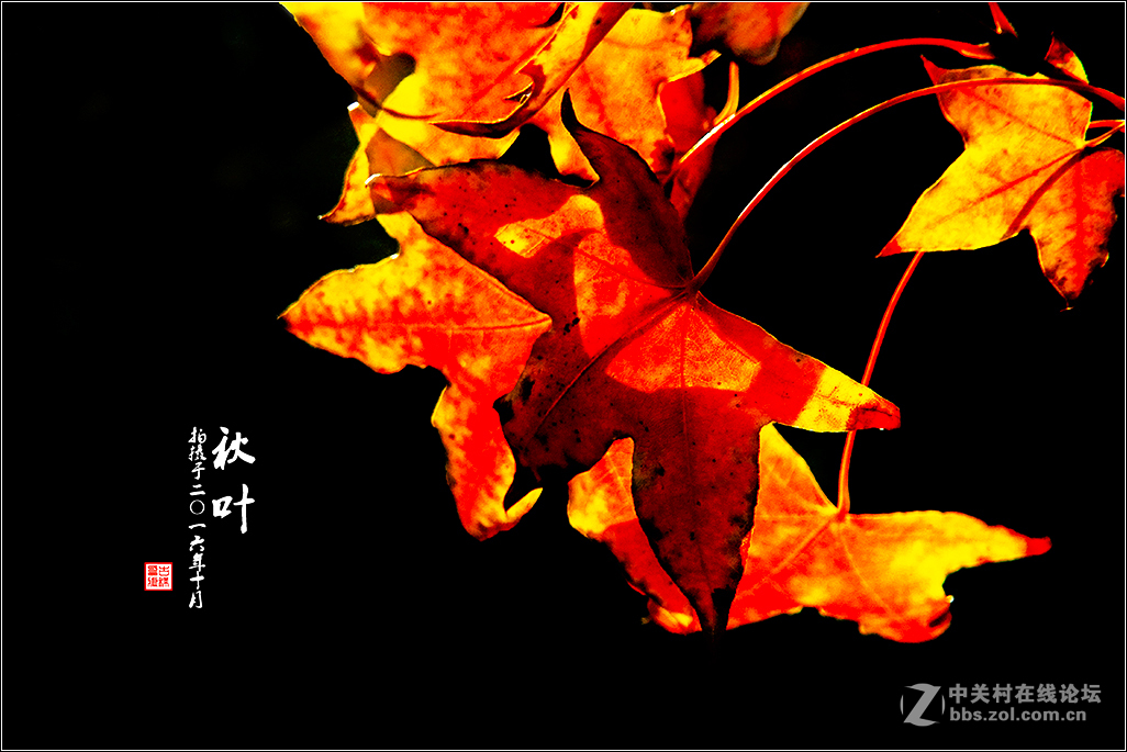 【  秋 叶  】（2）