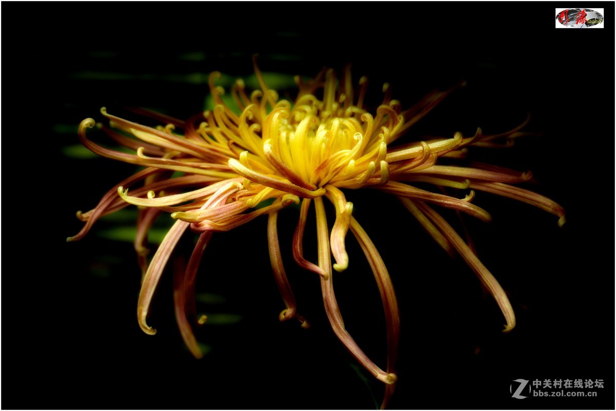 菊展－文化公園