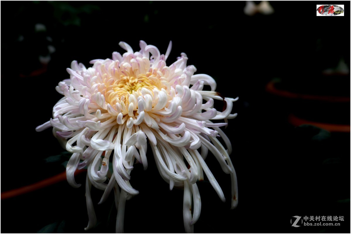 菊展－文化公園